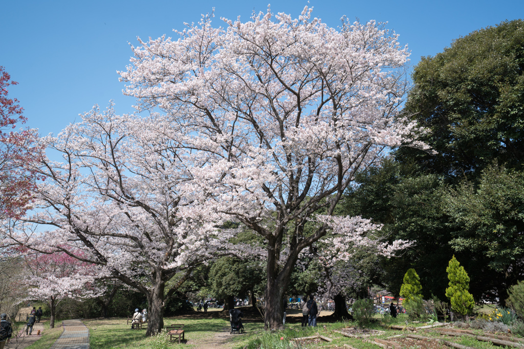 昭和記念公園【道沿いの染井吉野】④20230329