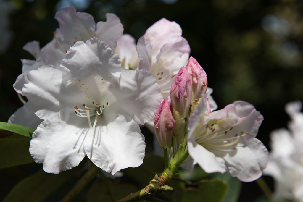 【神代植物公園(シャクナゲ：ローダーズ・ホワイト)】20150426