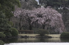 【新宿御苑(しだれ桜)】①20160321