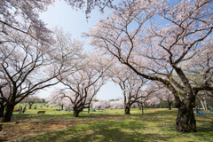 昭和記念公園【桜の園】④20180401