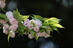【新宿御苑(桜：兼六園菊桜)】②20150418