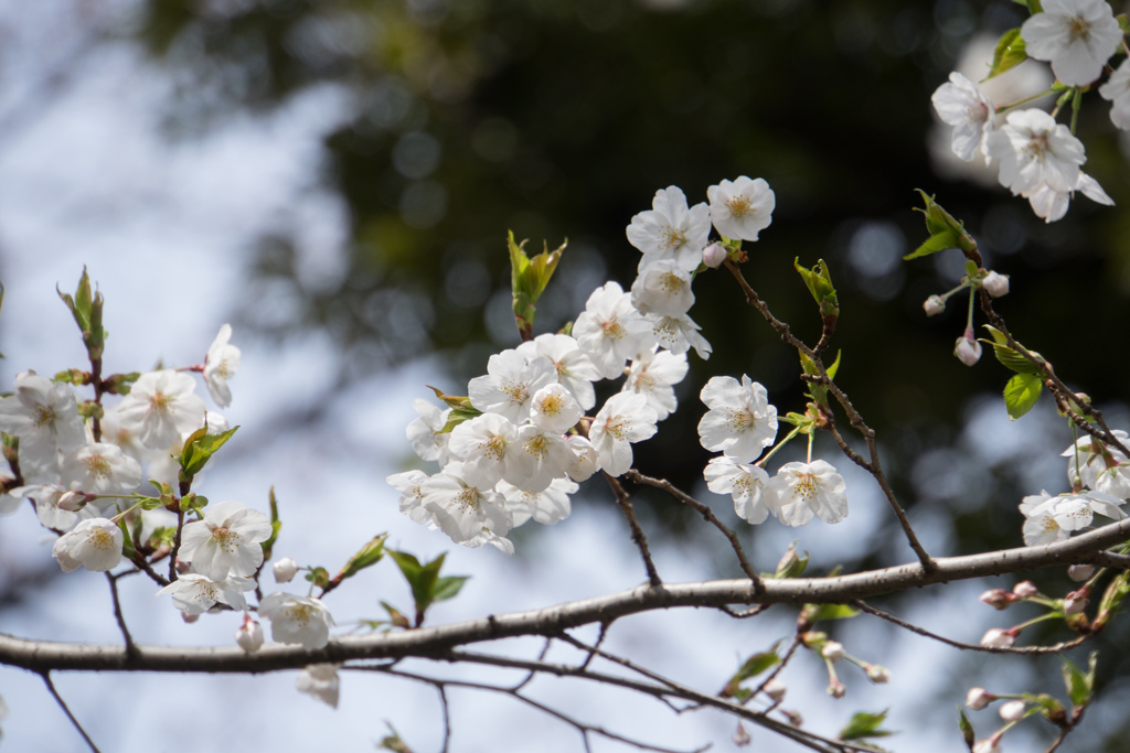 旧古河庭園【桜：大島桜】③20170402