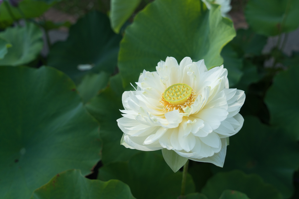 大船フラワーセンター【蓮の花：白万葉】20230711