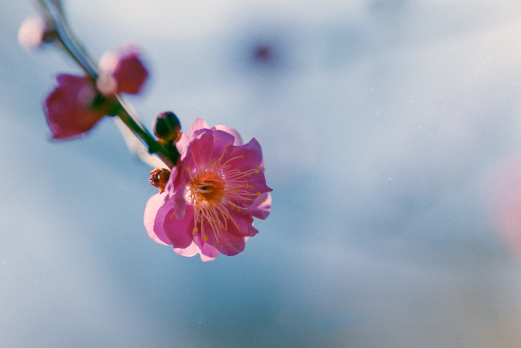 神代植物公園【梅：八重寒紅】③20190126