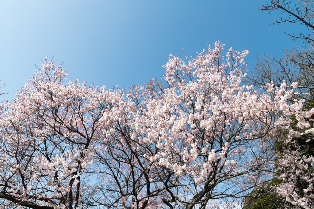 新宿御苑【早咲き桜：高遠小彼岸】①20220320
