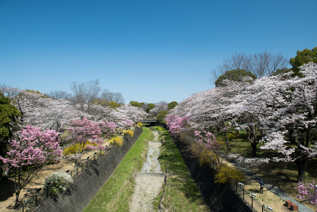 昭和記念公園【朝掘川：ふれあい橋からの眺め】①20200326