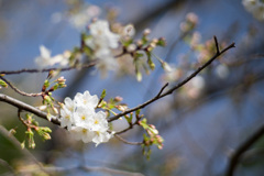 本牧山頂公園【大島桜】③20210317