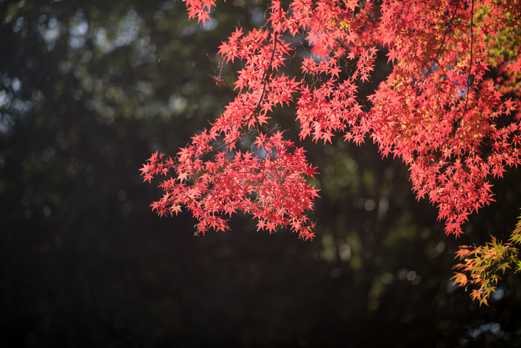 神代植物公園【自由広場の紅葉(近景)】②20221204