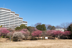 山田富士公園【梅林】①20230211