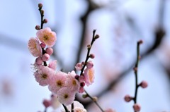 【内裏】20140211