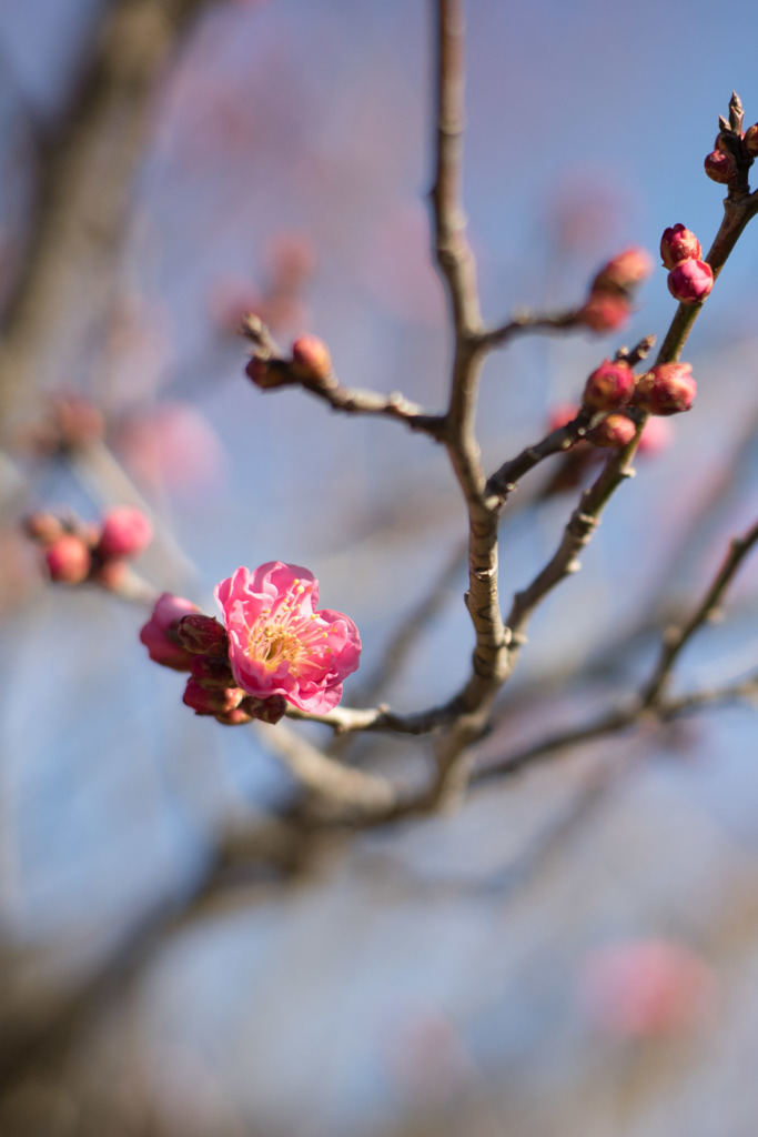 小田原FG【梅：八重寒紅】③20190119