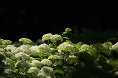【相模原北公園(紫陽花：アナベル)】②20160611