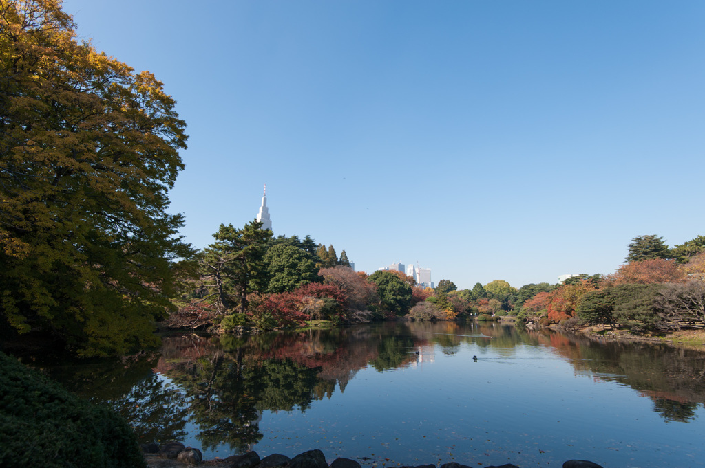 【新宿御苑(上の池)】20141122