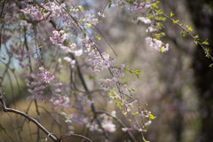 神代植物公園【八重紅枝垂桜】⑦20190413