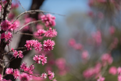 神代植物公園【ハナモモ：菊桃】②20190413