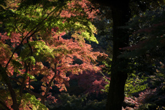 六義園【千鳥橋付近の紅葉】②20221125