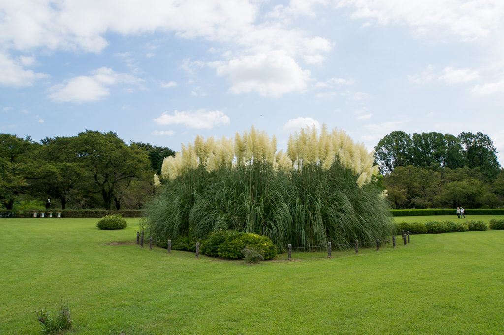 【神代植物公園(パンパスグラス)】20160910
