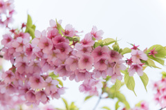 【新宿御苑(修善寺寒桜)】20150322