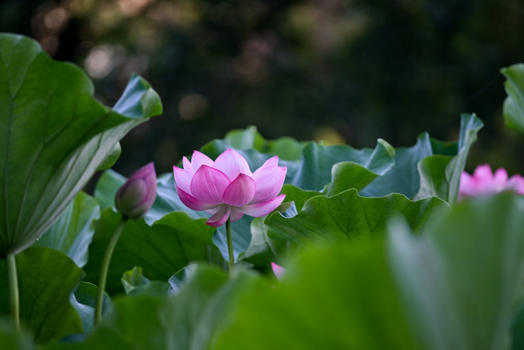 薬師池公園【大賀蓮】⑤20250718