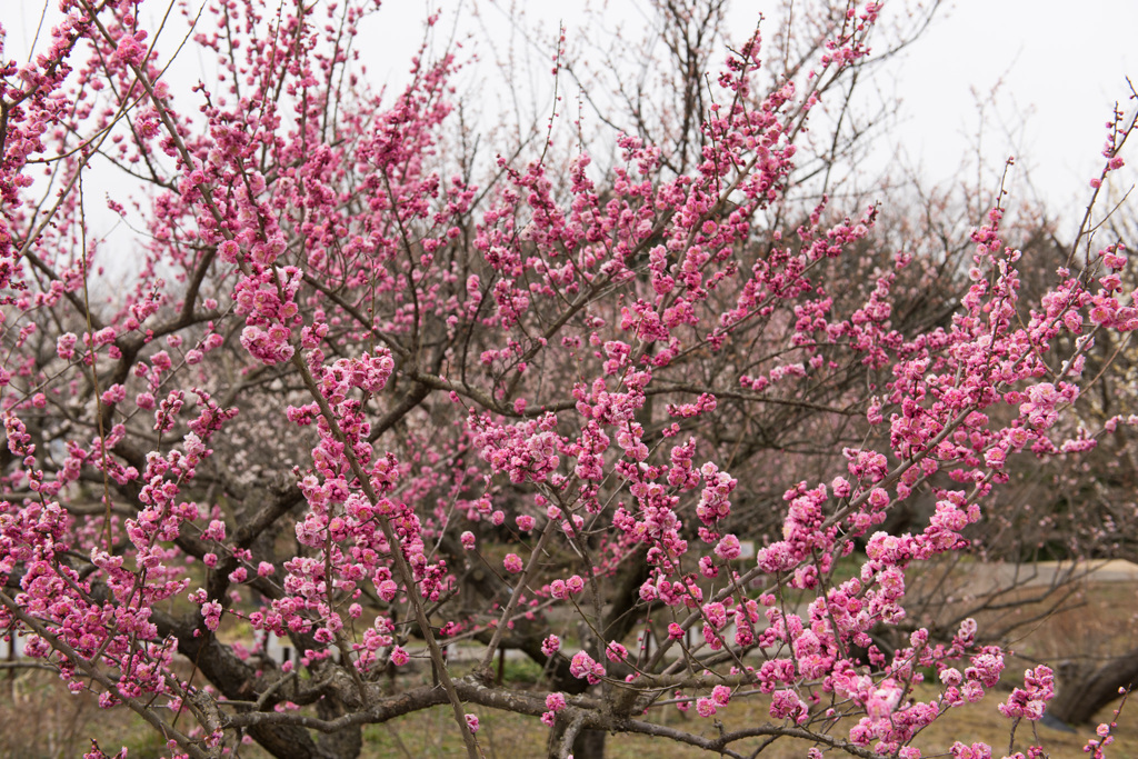 【小田原フラワーガーデン(難波紅)】20150314