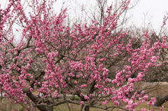 【小田原フラワーガーデン(難波紅)】20150314