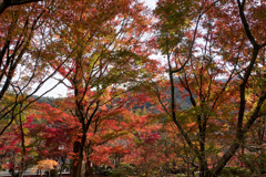 京都の紅葉【永観堂：寿橋西の庭付近】③20201126