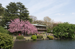 【新宿御苑(桜：関山)】②20150418