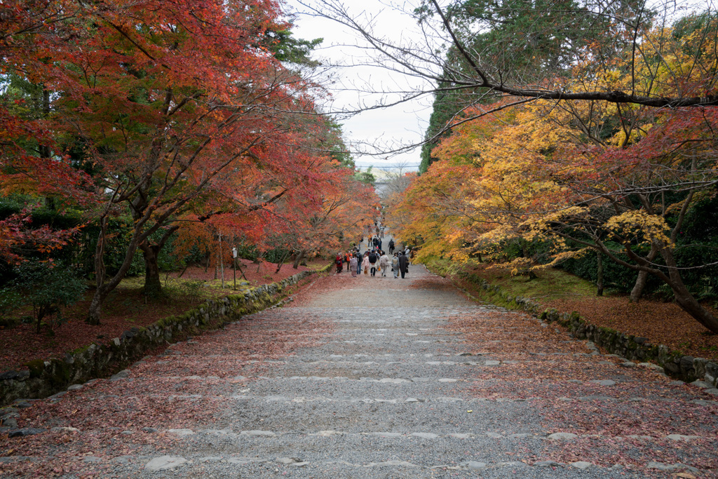 京都紅葉狩り【二尊寺：紅葉】②20201122