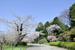 神代植物公園【さくら園のサクラ】④20250404