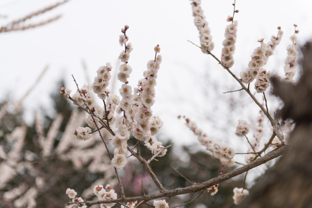 【小田原フラワーガーデン(柳川絞り)】①20150314
