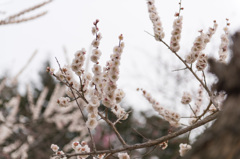 【小田原フラワーガーデン(柳川絞り)】①20150314