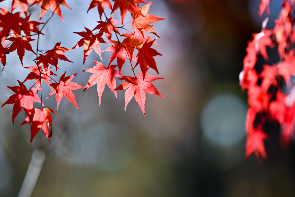 富士五湖の紅葉【山中湖】⑤20251116