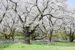 昭和記念公園【花の園（ムラサキハナナとサクラ）】①20250408