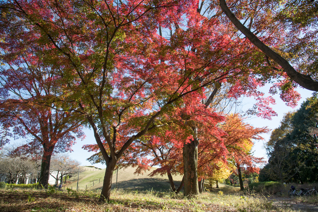 神代植物公園【自由広場の紅葉】②20211127