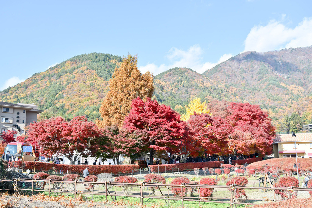 富士五湖の紅葉【河口湖：もみじ回廊】①20251116