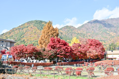 富士五湖の紅葉【河口湖：もみじ回廊】①20251116