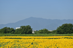 座間ひまわり祭り(四谷会場)【サンフラワー：遠景】③20240812