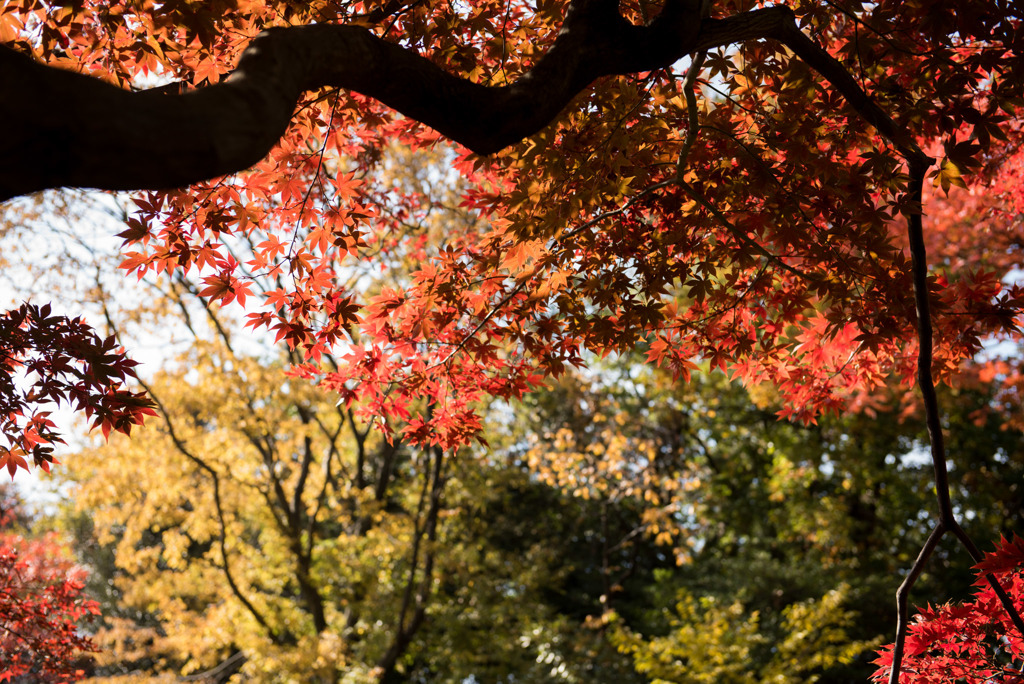 六義園【水香江の紅葉】③20181201