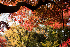 六義園【水香江の紅葉】③20181201