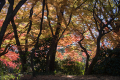 新宿御苑【モミジ山の紅葉】②20161210