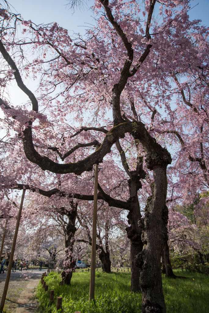 神代植物公園【サクラ：八重紅枝垂桜】①20180331