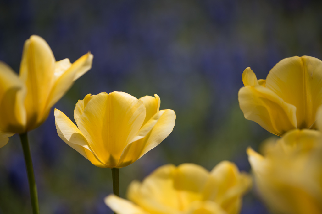 【昭和記念公園(ヤープグルート)】20150418