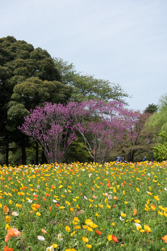 【昭和記念公園(ハナズオウ)】20150418