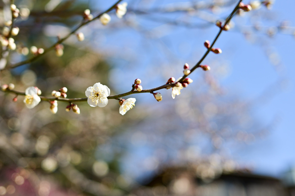 大倉山梅林【梅の花：野梅】②20250214