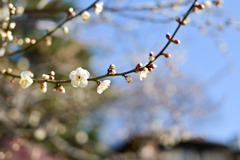 大倉山梅林【梅の花：野梅】②20250214