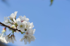 テリタビーズ公園【大島桜】③20190331