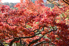 箱根美術館【神仙郷】⑧20211114