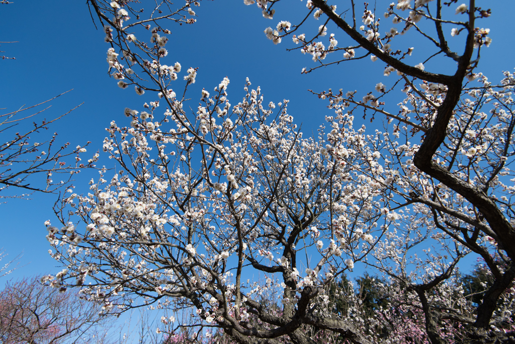 小田原フラワーガーデン【梅：冬至】20170128