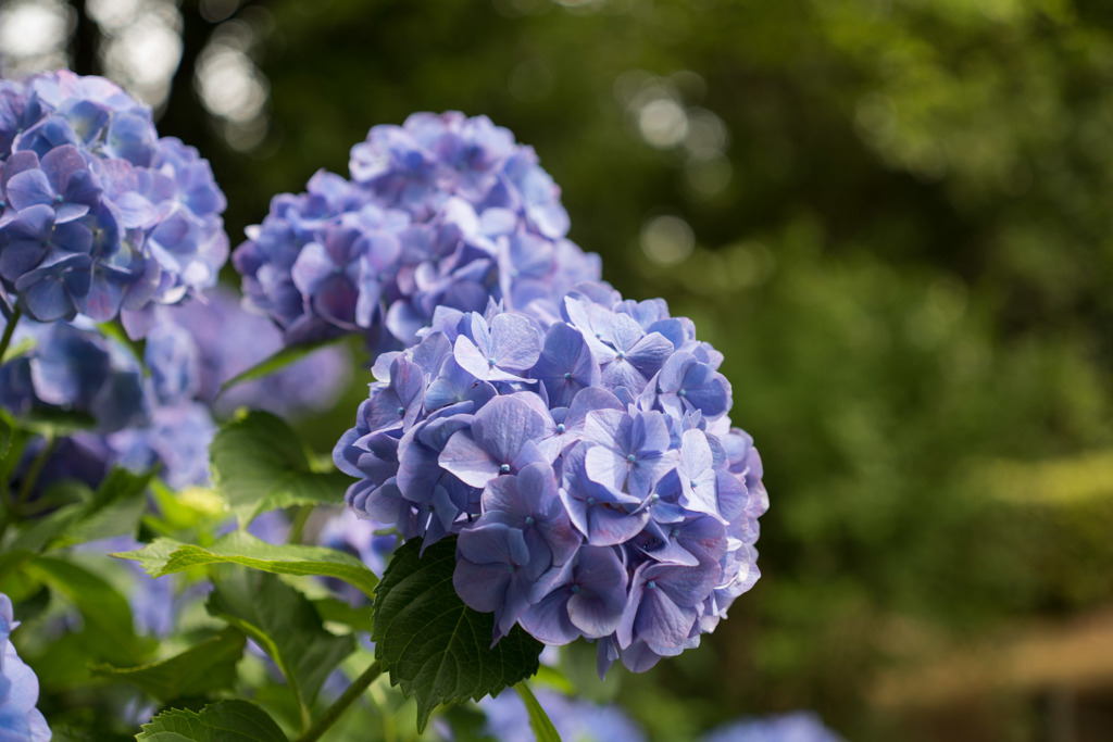 【薬師池公園(青色の紫陽花)】20160612