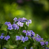 花菜ガーデン【槿花の小径の紫陽花】③20220626